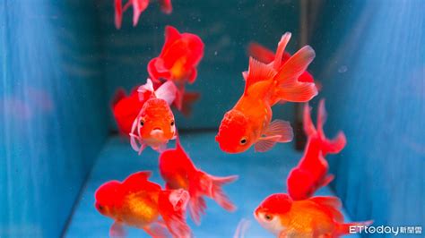 水族箱的魚|8種適合新手養的魚 1500元就能在家打造「療癒水族箱。